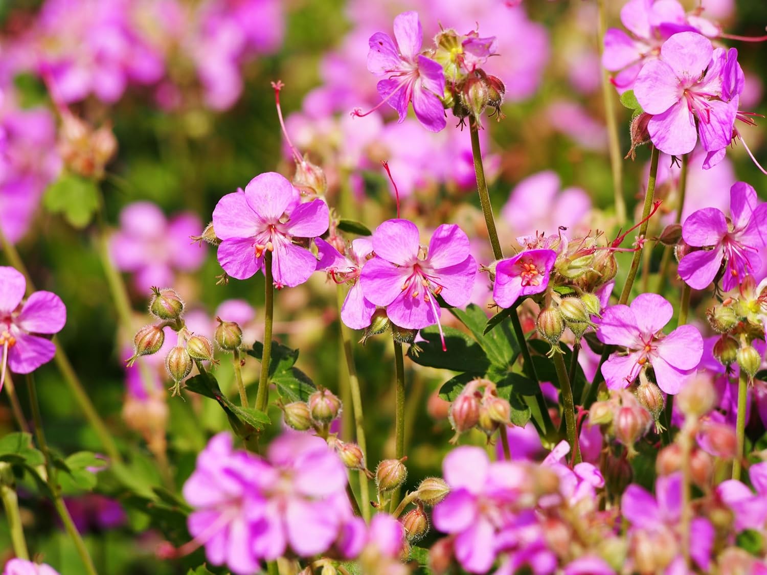 Geranium cantabrigiense 'Cambridge' / Cambridge Storchschnabel