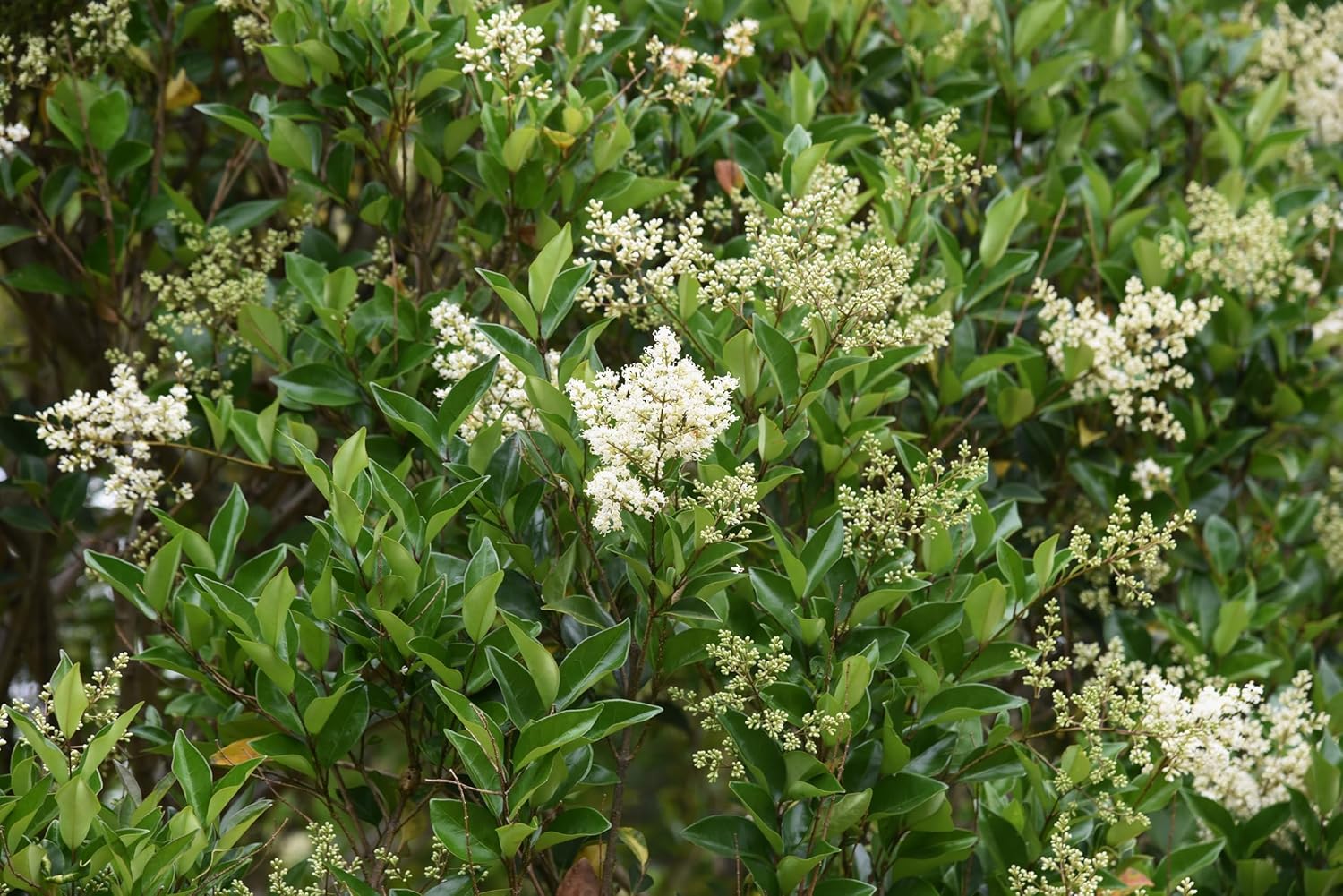 Ligustrum lucidum / Glänzender Liguster