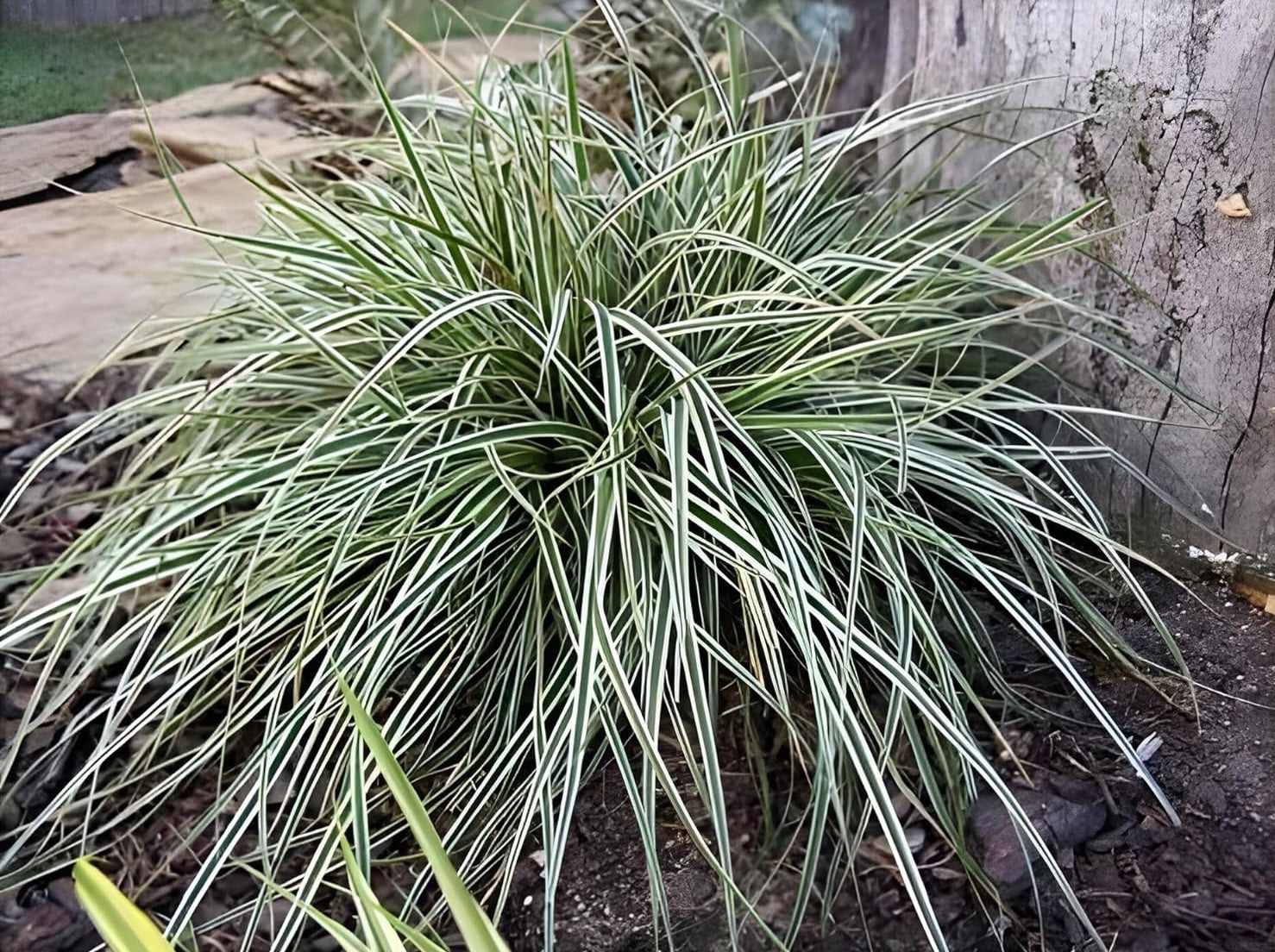 Carex oshimensis 'Everest' / Japan Segge
