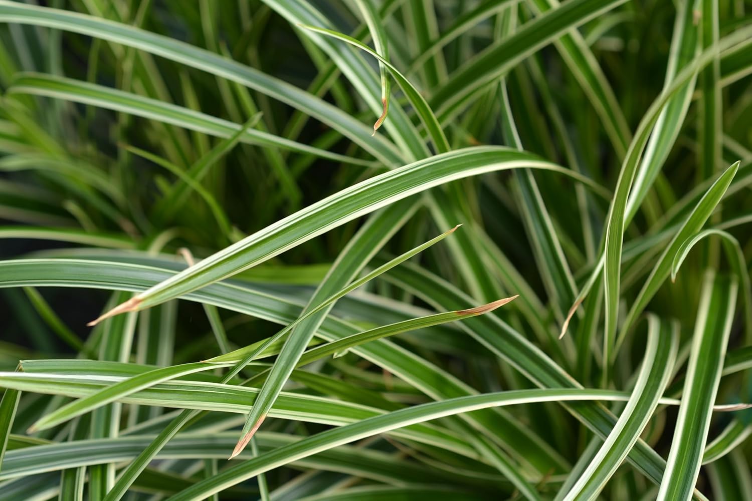 Carex morrowii 'Ice Dance' / Segge