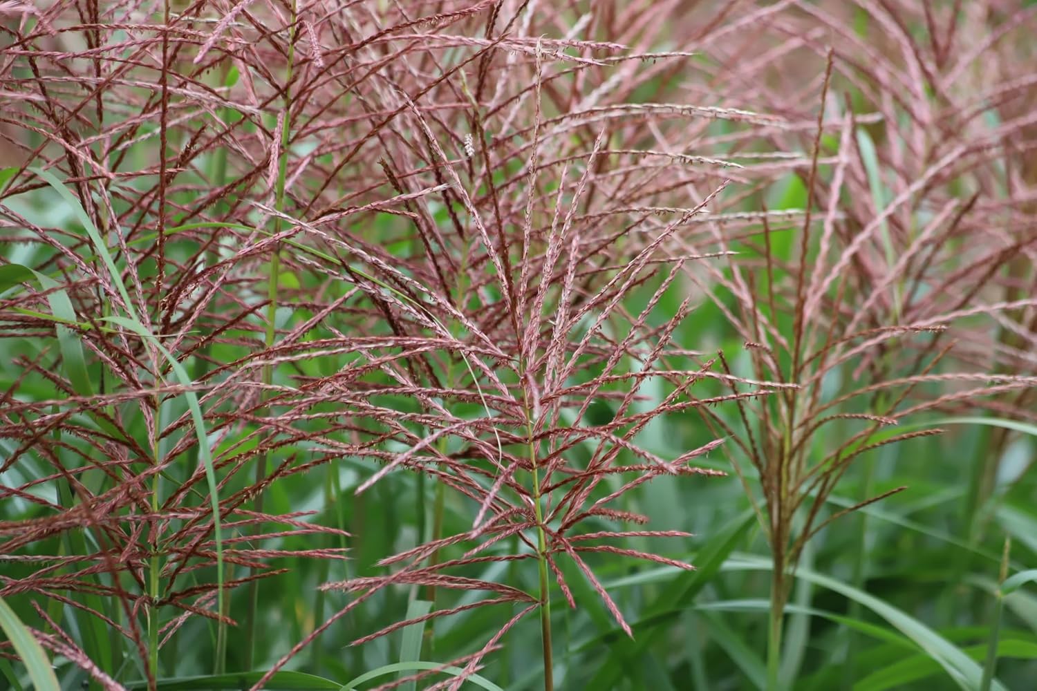 Miscanthus sinensis 'Flamingo' / Chinaschilf