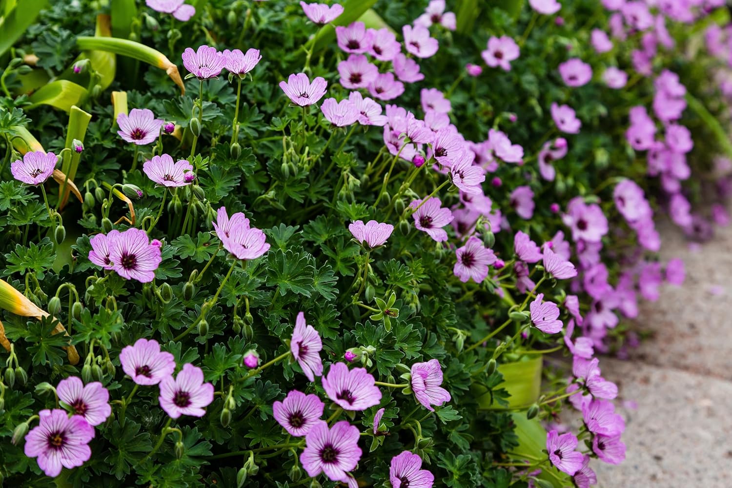 Geranium cinereum 'Ballerina' / Aschgrauer Storchschnabel