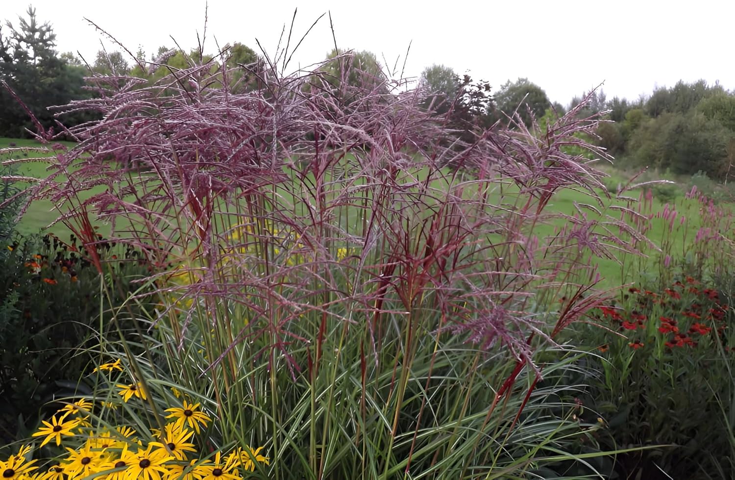 Miscanthus sinensis 'Versammlung' / Rotes Chinaschilf
