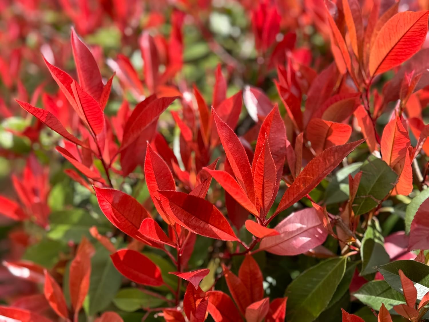 Photinia fraseri 'Little Red Robin' / Kleine Rote Glanzmispel