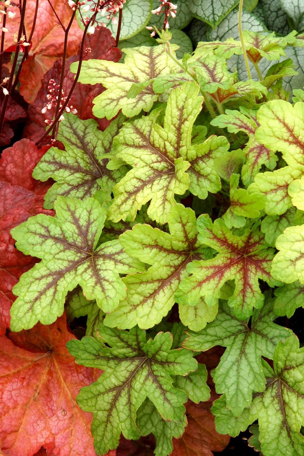 Heucherella Hybride 'Alabama Sunrise' / Purpurglöckchen