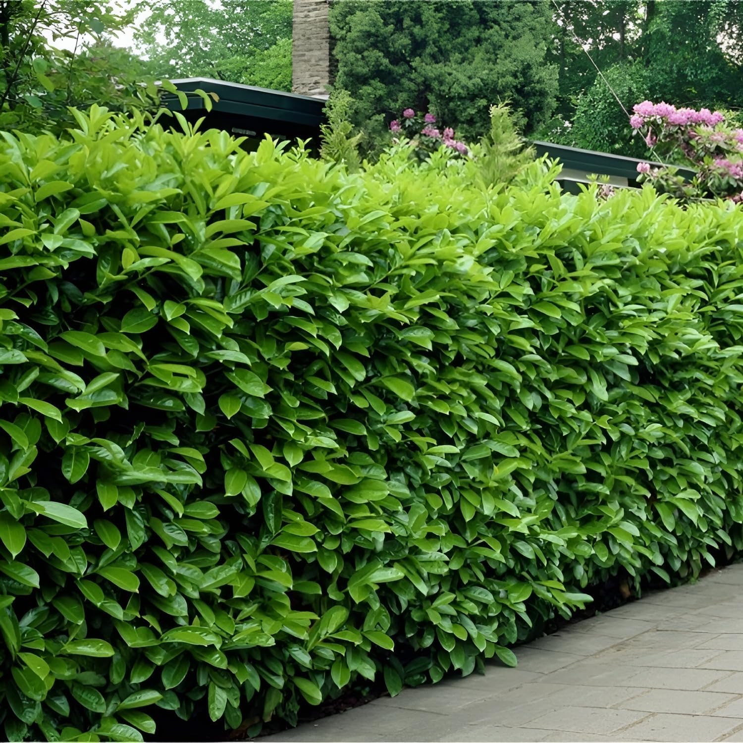 Prunus laurocerasus 'Rotundifolia' / Kirschlorbeer