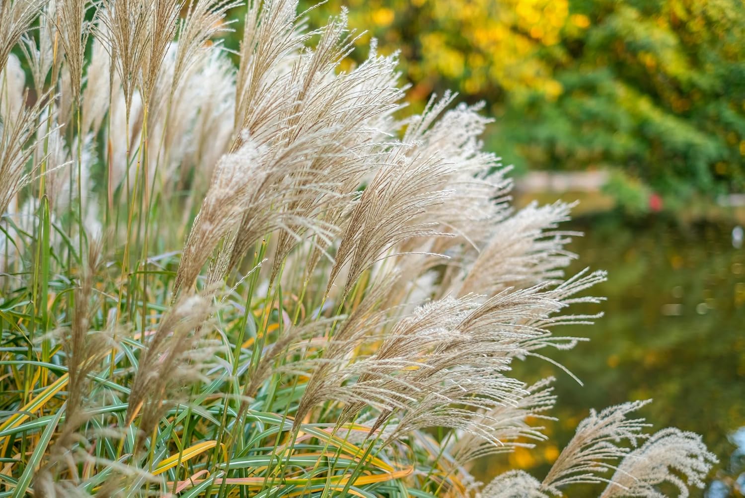 Miscanthus sinensis 'Federweißer' / Weißes Chinaschilf