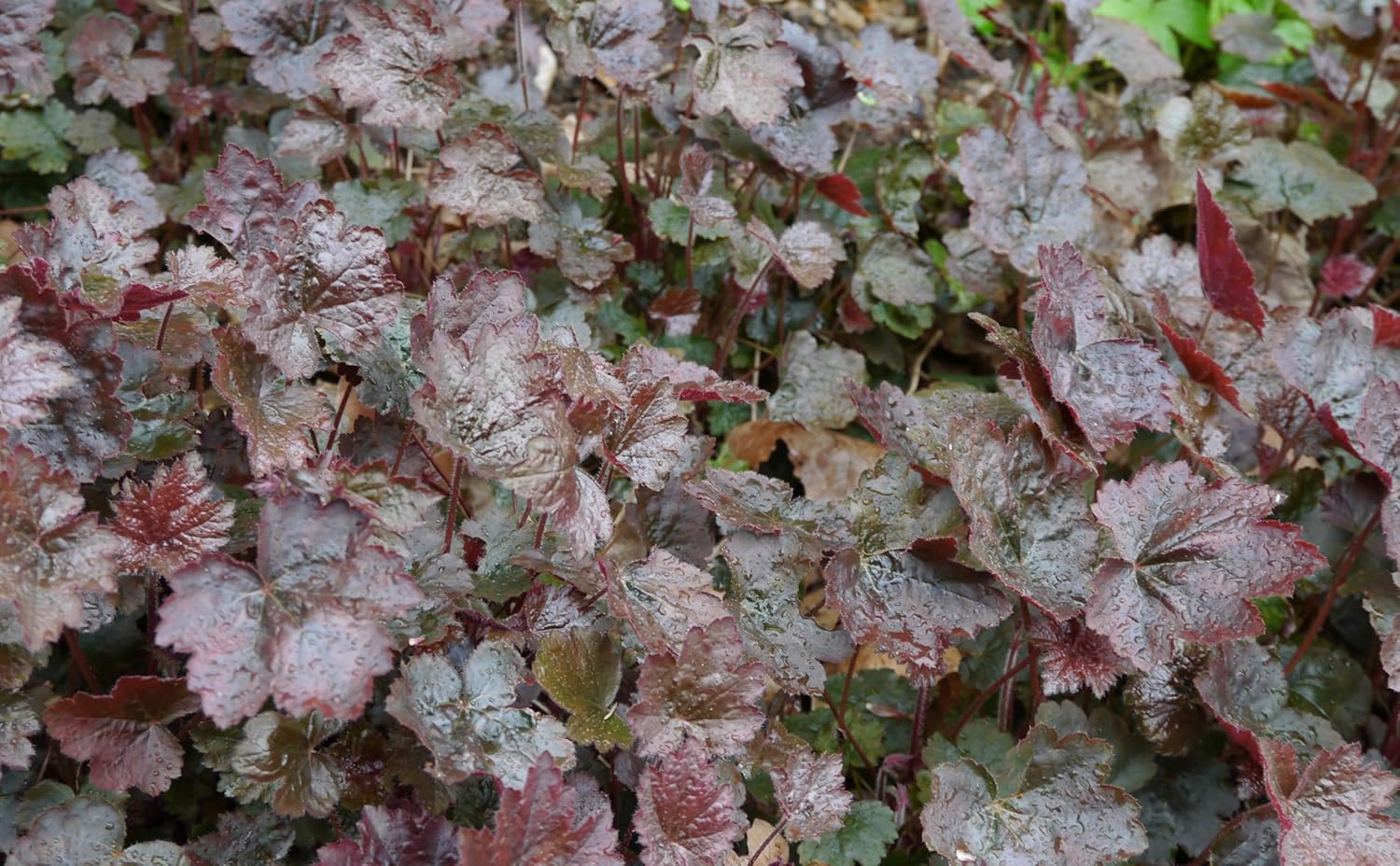 Heuchera americana 'Palace Purple' / Rotblättriges Purpurglöckchen