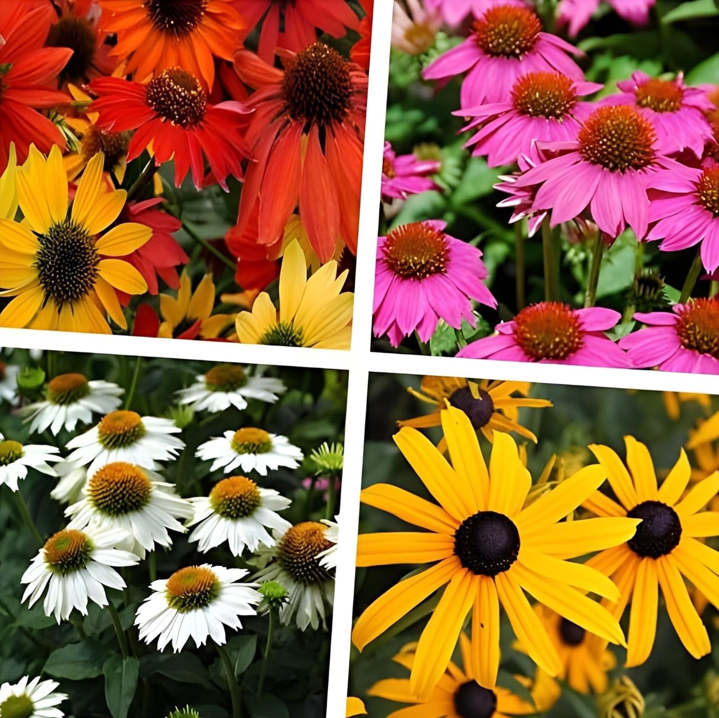 4 x Sommerstauden Kollektion / Echinacea & Rudbeckia