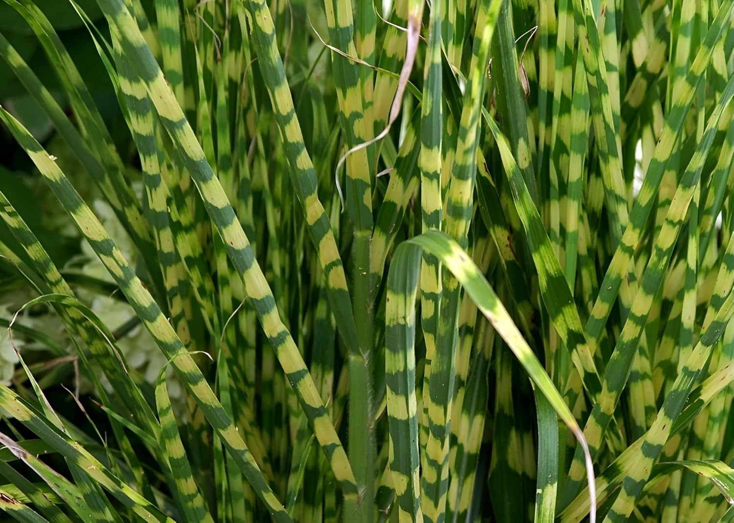 Miscanthus sinensis 'Giraffe' / Zebra Chinaschilf
