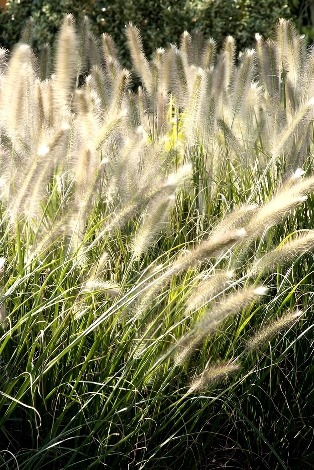 Pennisetum alopecuroides 'Cassian' / Lampenputzergras