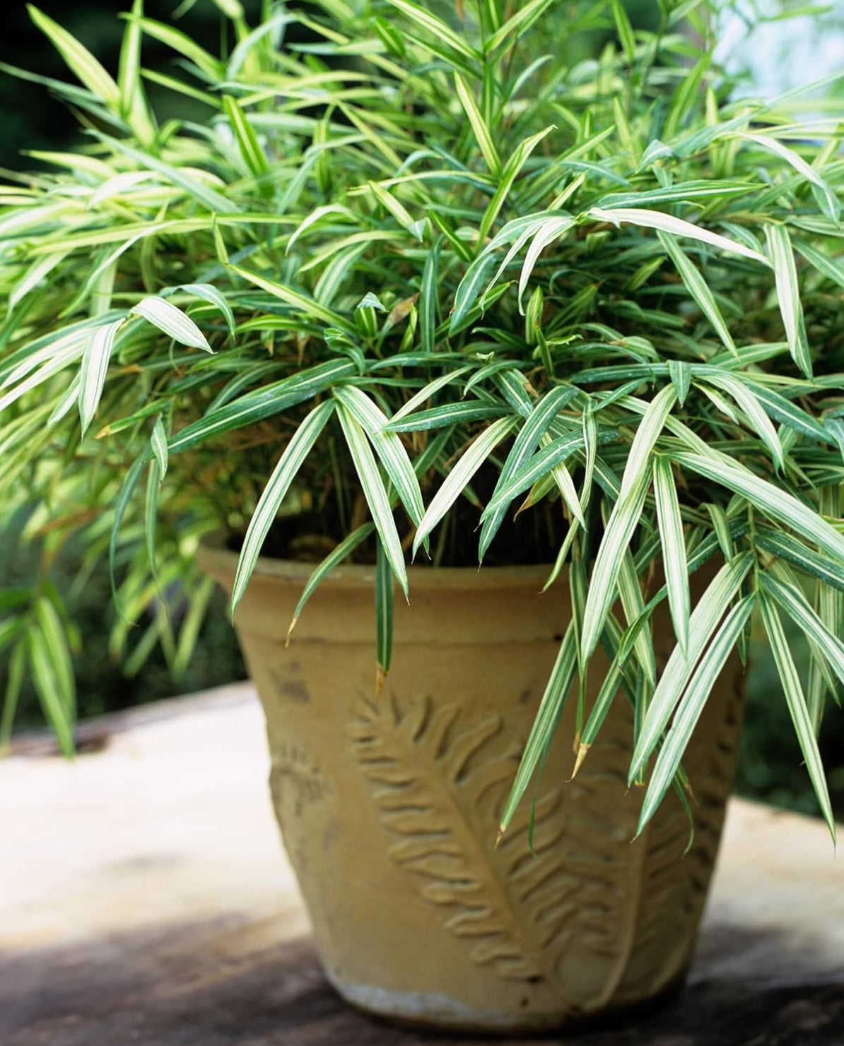 Pleioblastus chino 'Tsuboi' / Bunter Zwergbambus