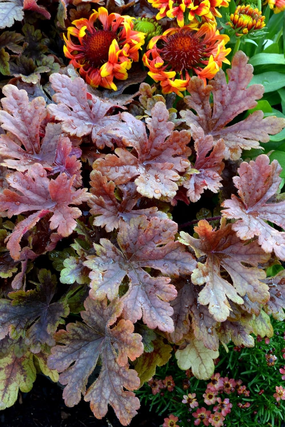 Heucherella Hybride 'Buttered Rum' / Purpurglöckchen