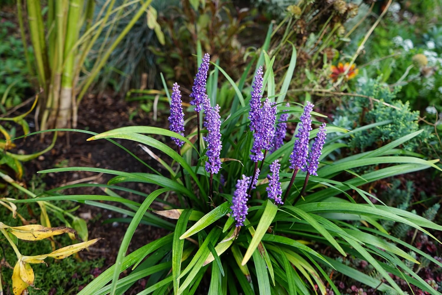 Liriope muscari 'Moneymaker' / Lilientraube