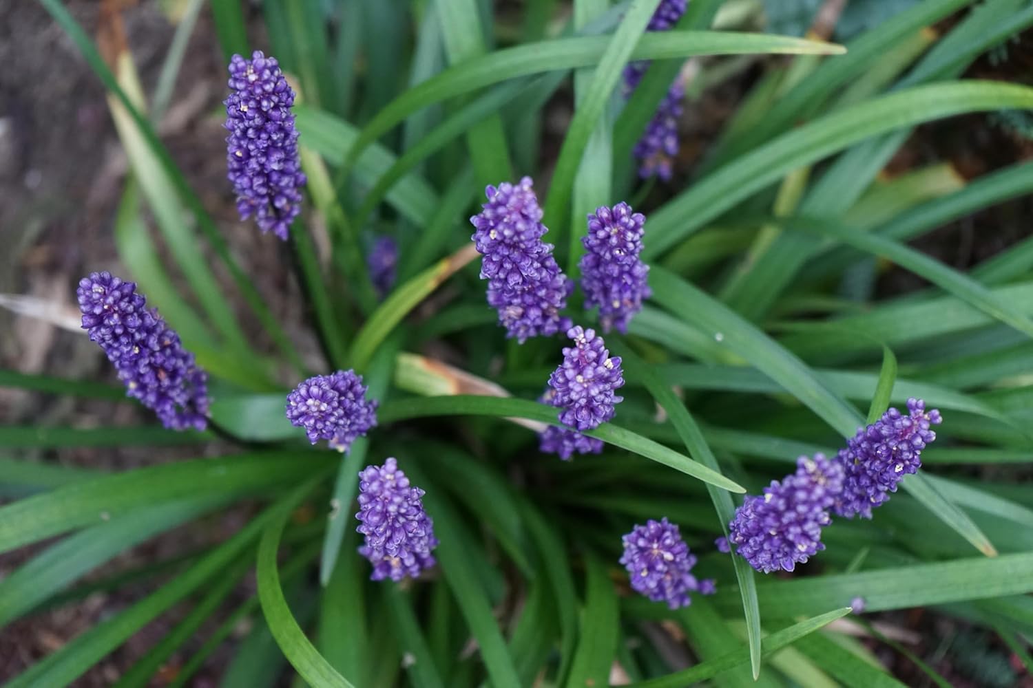 Liriope muscari 'Ingwersen' / Lilientraube
