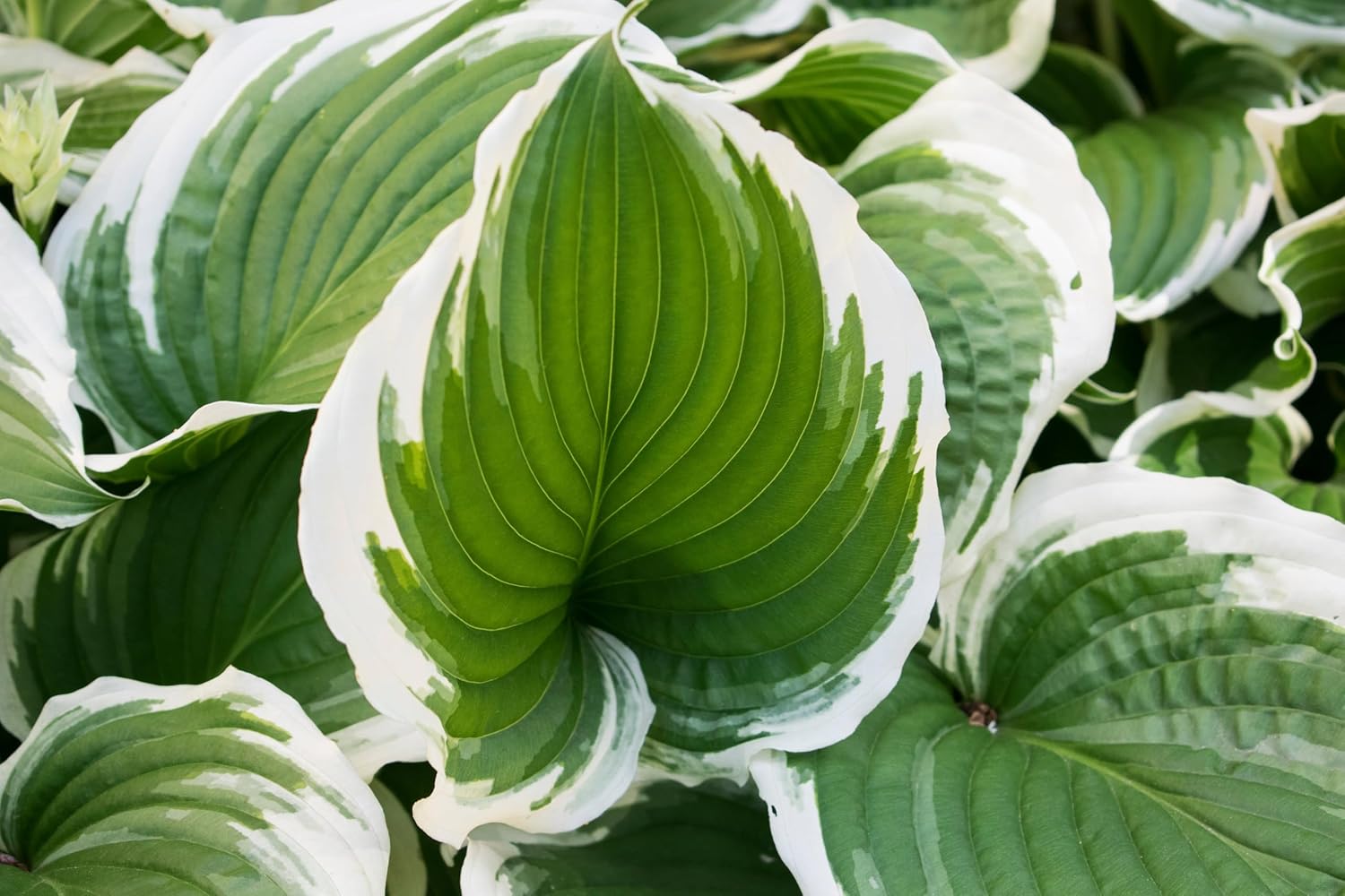 Hosta x fortunei 'Patriot' / Weißrand-Funkie