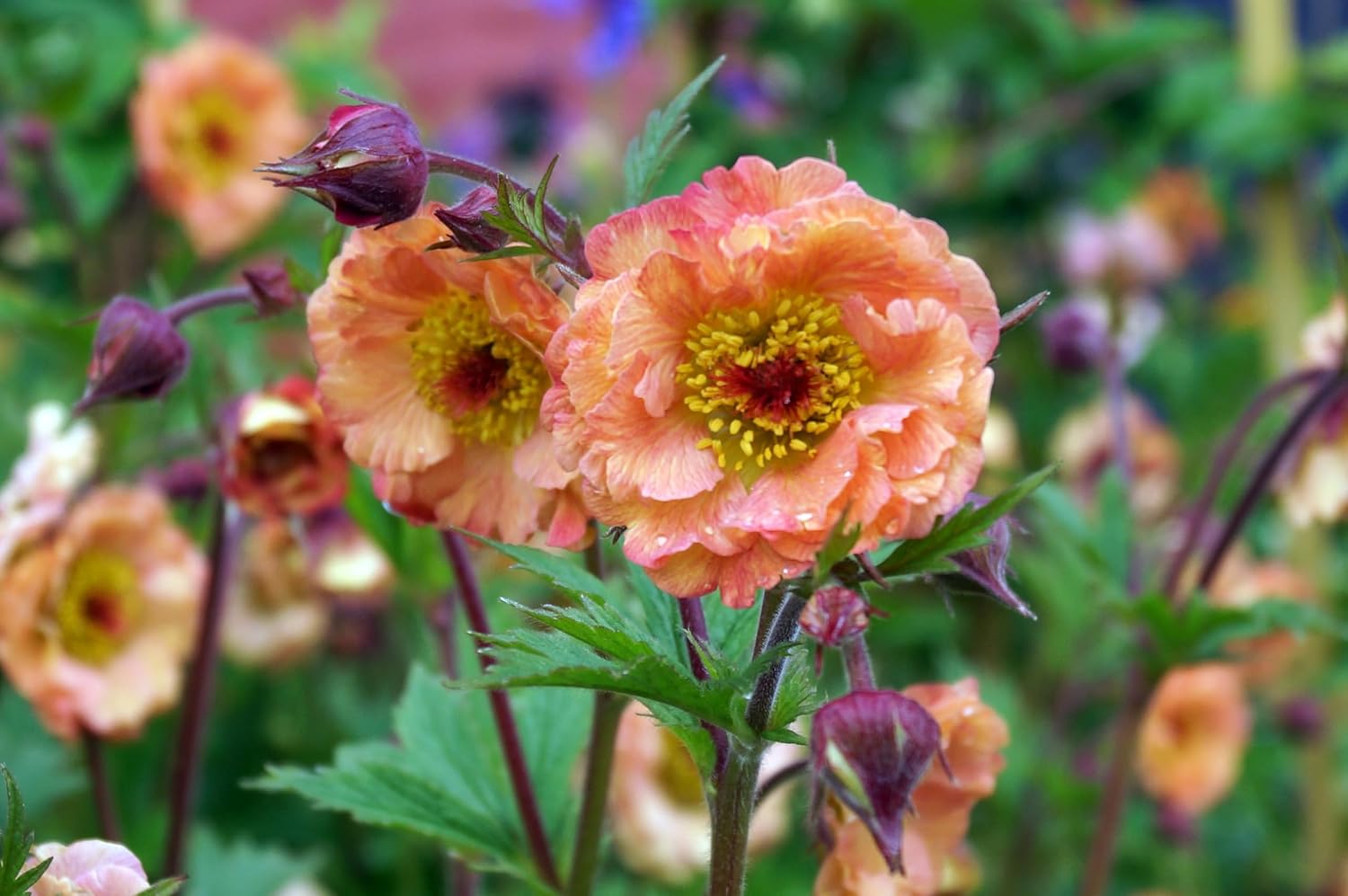 Geum chiloense 'Mai Tai‘ / apricotfarbene Chilenische Nelkenwurz