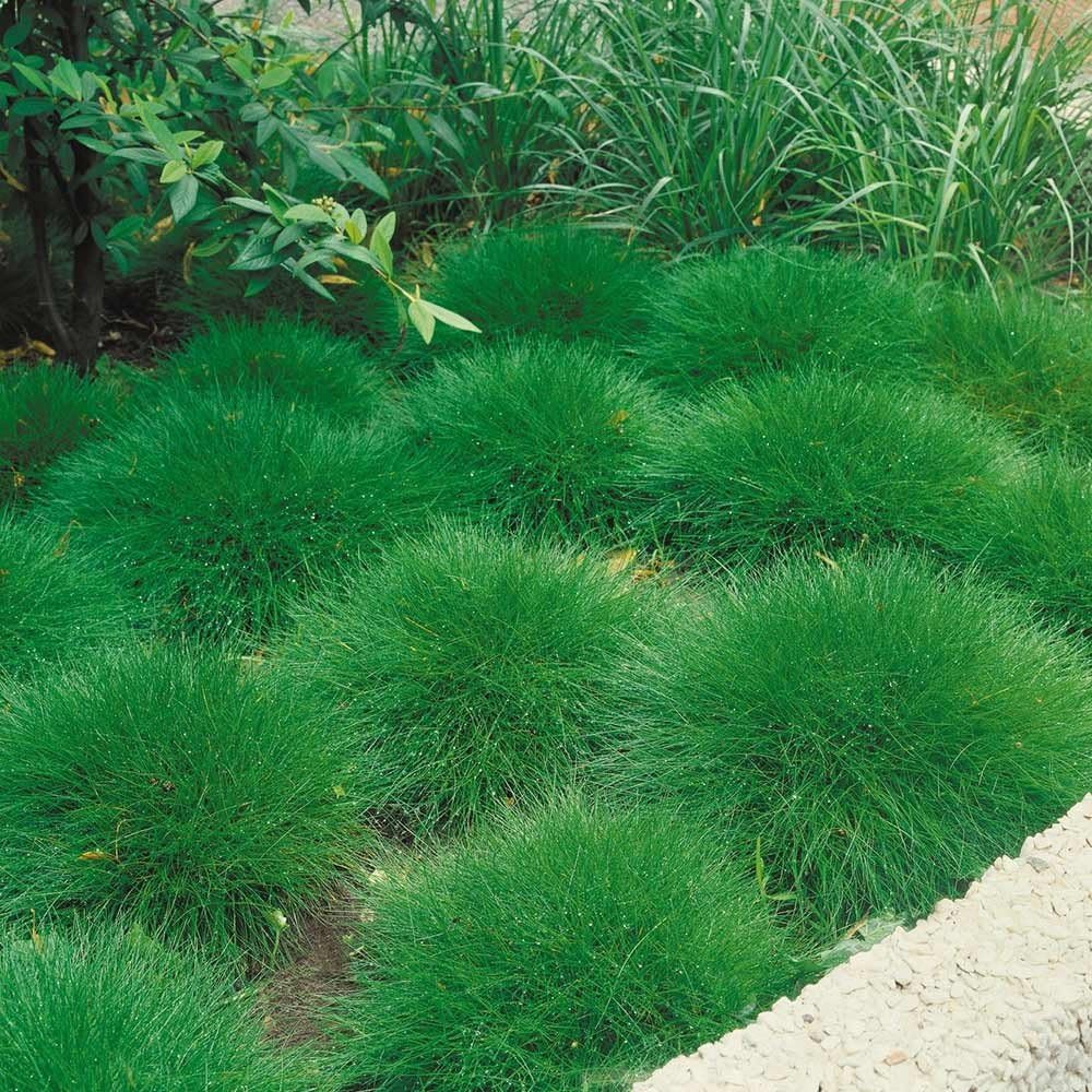 Festuca gautieri / Bärenfellgras