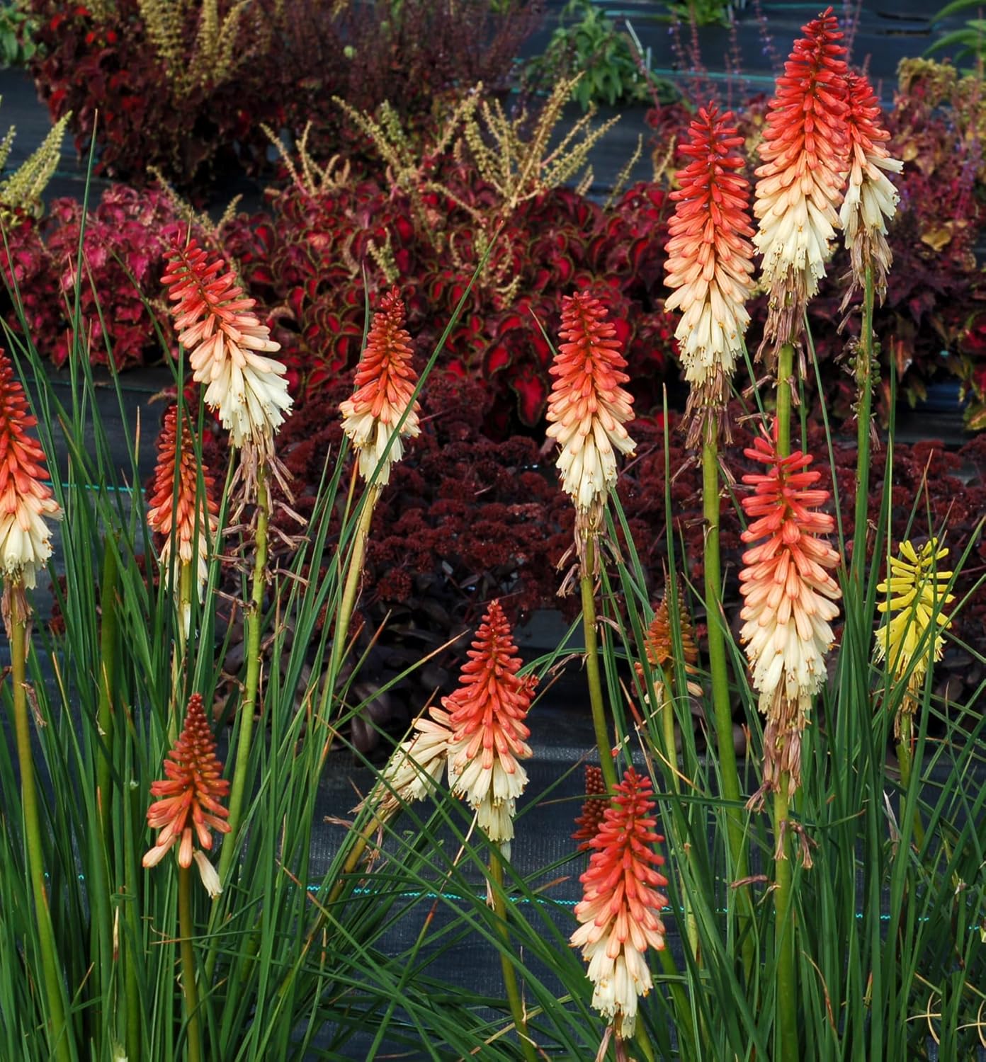 Kniphofia 'Orange Vanilla Popsicle' / Bunte Fackellilie - Tritome