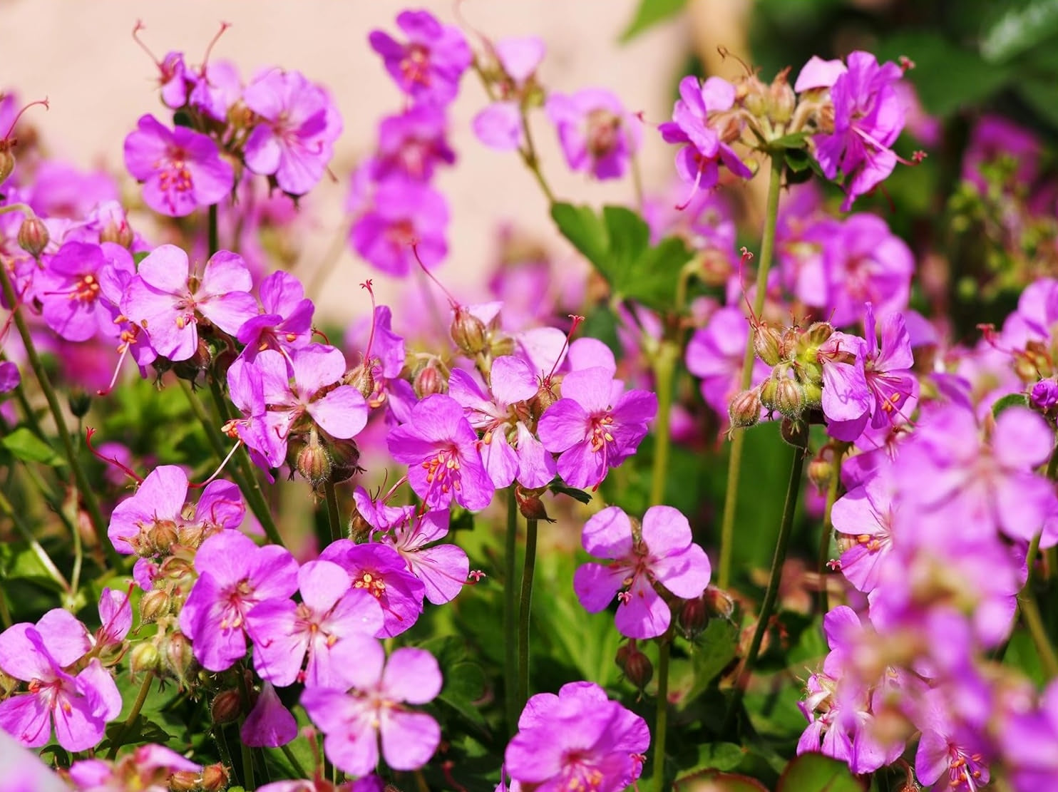 Geranium cantabrigiense 'Cambridge' / Cambridge Storchschnabel
