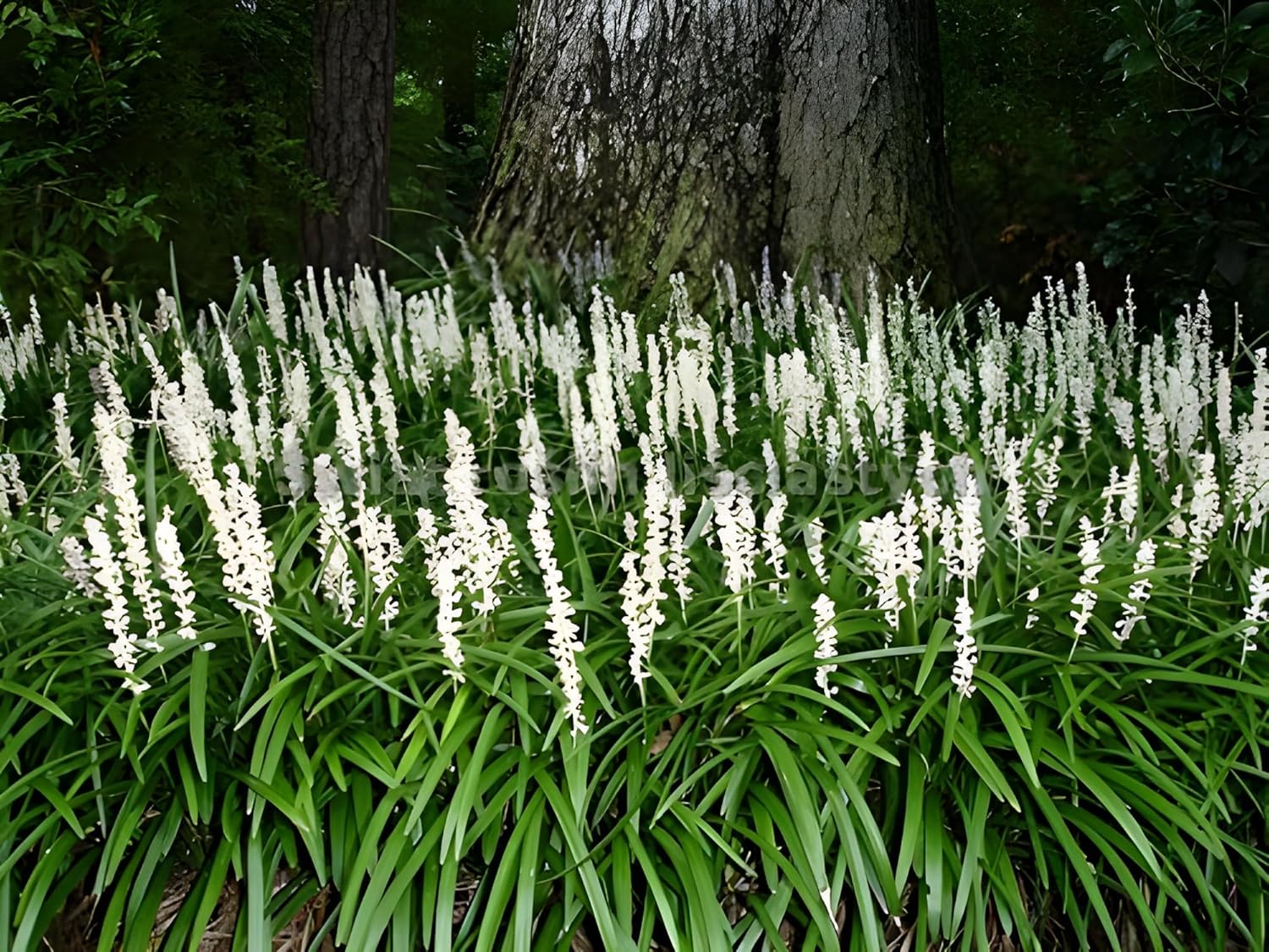 Liriope muscari 'Monroe White' / Weiße Lilientraube