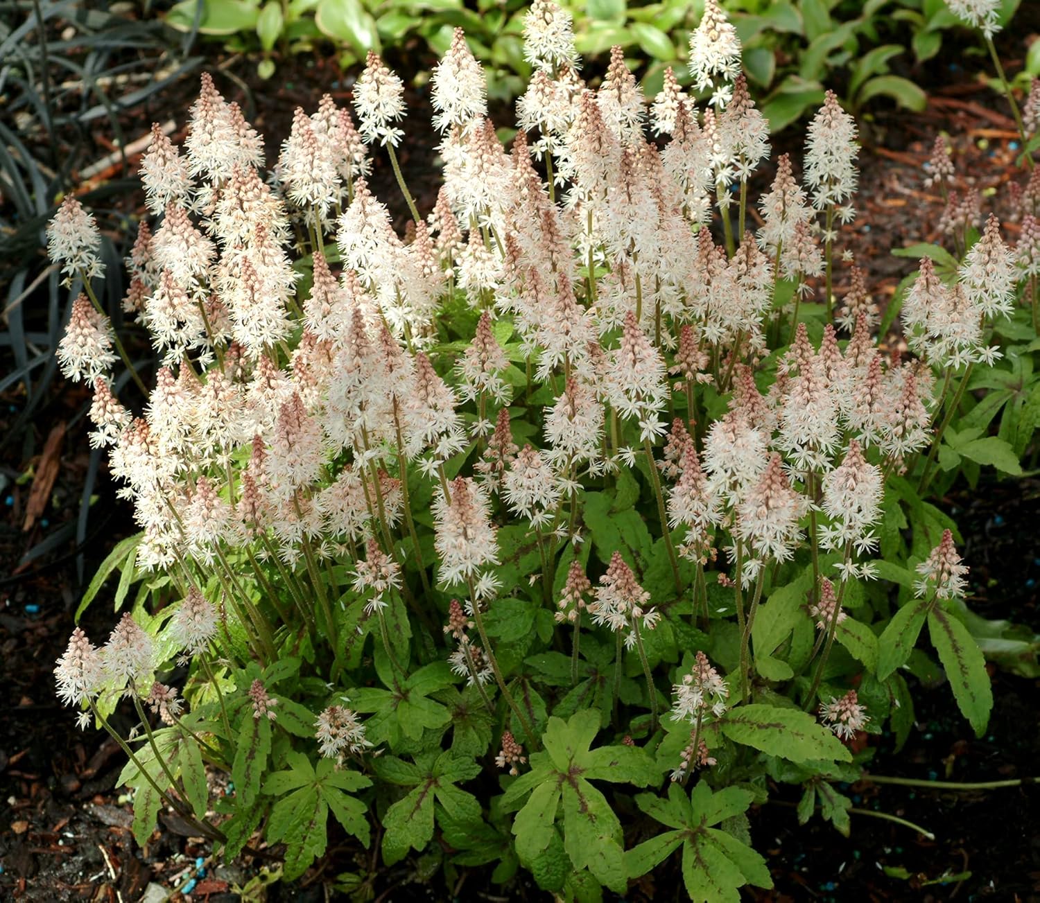 Tiarella Hybride 'Spring Symphony' / Schaumblüte
