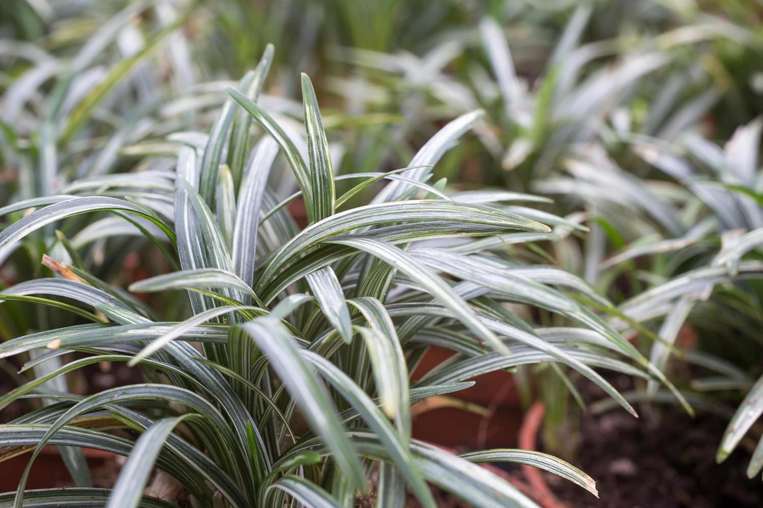 Ophiopogon japonicus 'Silver Dragon' / Bunter Japanischer Schlangenbart