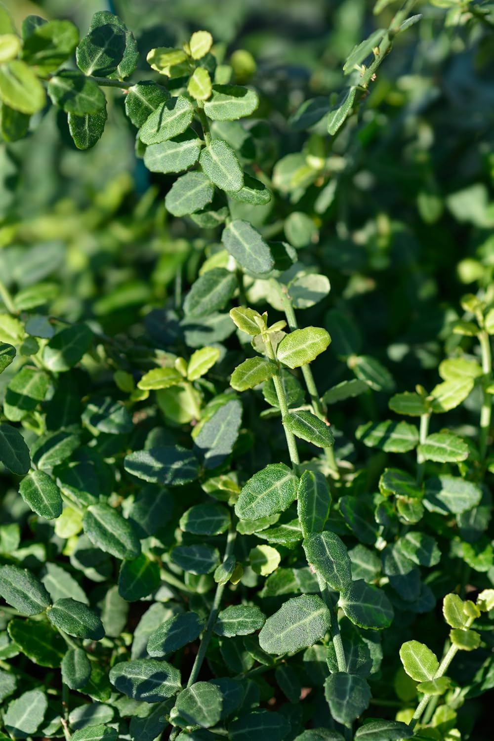 Euonymus fortunei ’Minimus‘ / Kleinblättrige Teppichspindel