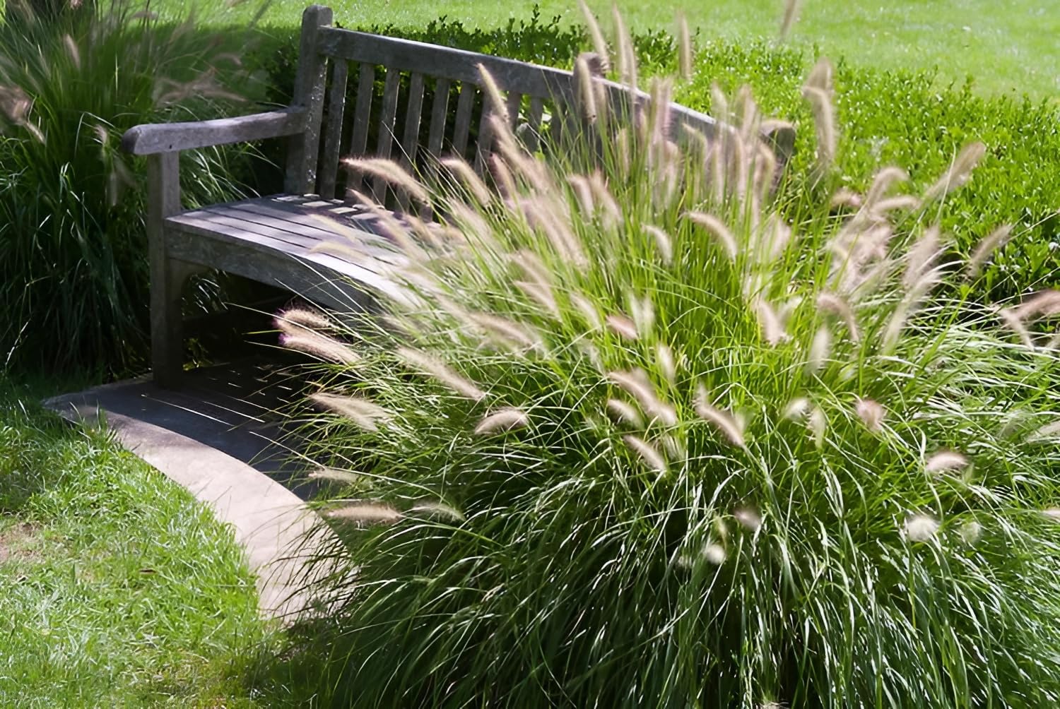 Pennisetum alopecuroides ‚Gelbstiel' / Lampenputzergras