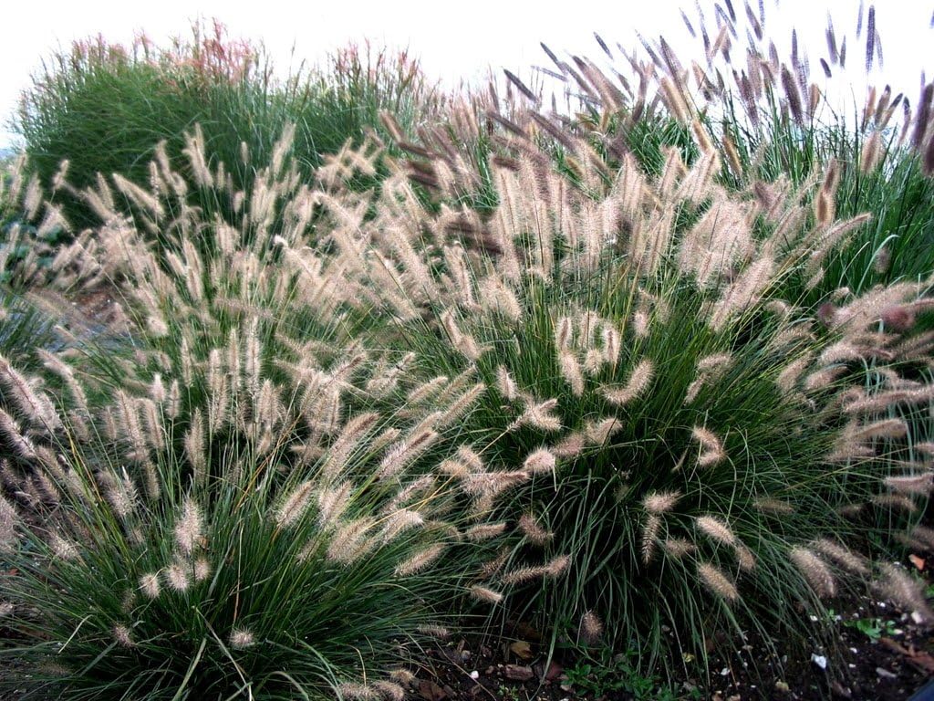 Pennisetum alopecuroides 'Hameln' / Lampenputzergras - XXL Topf