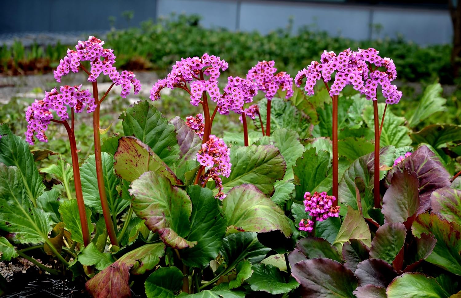 Bergenia cordifolia 'Winterglut‘ / Bergenie