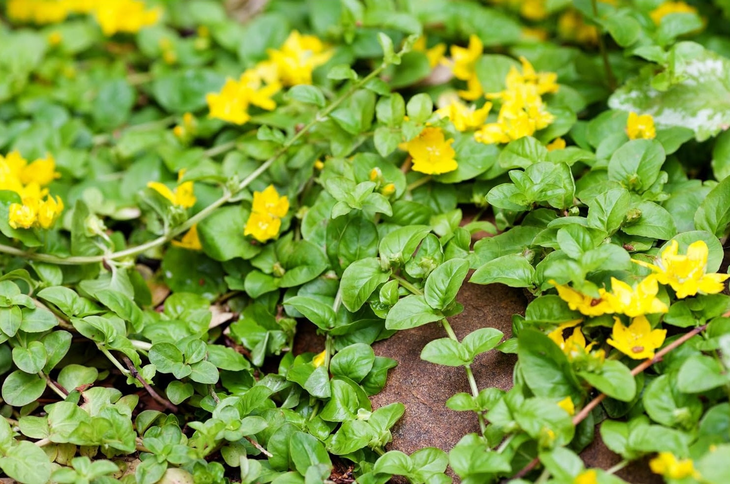 Lysimachia nummularia / Pfennigkraut