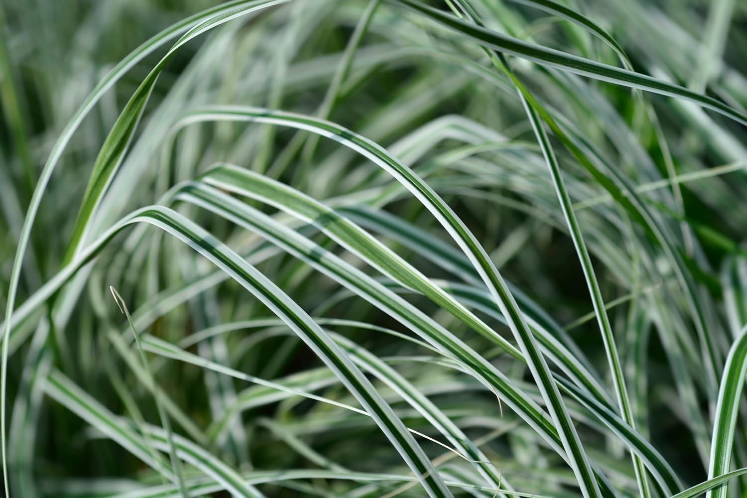 Carex oshimensis 'Everest' / Japan Segge