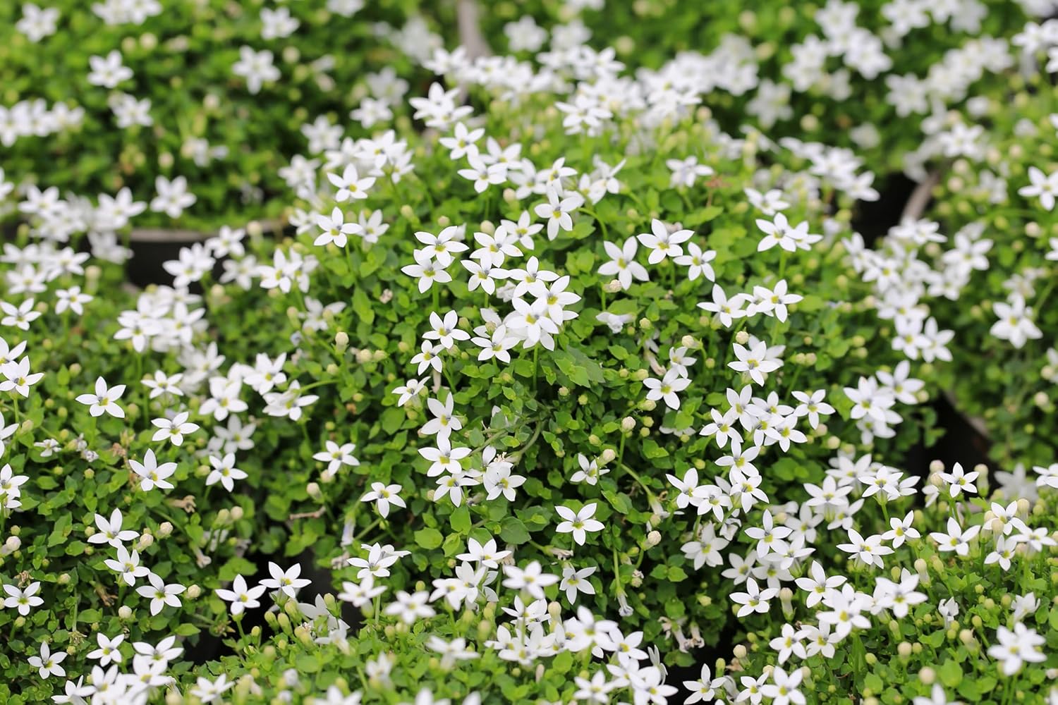 Isotoma fluviatilis 'White' / Weisser Bubikopf