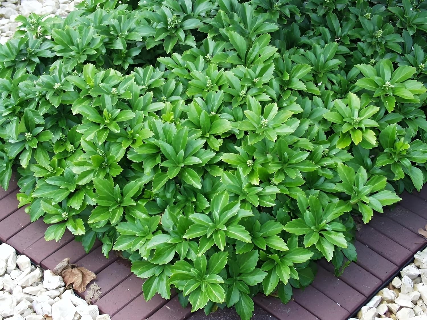 Pachysandra terminalis / Dickmännchen