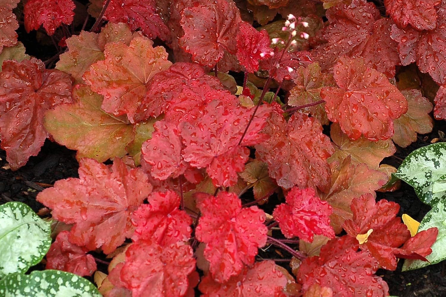Heuchera Hybride 'Autumn Leaves' / Rotes Purpurglöckchen