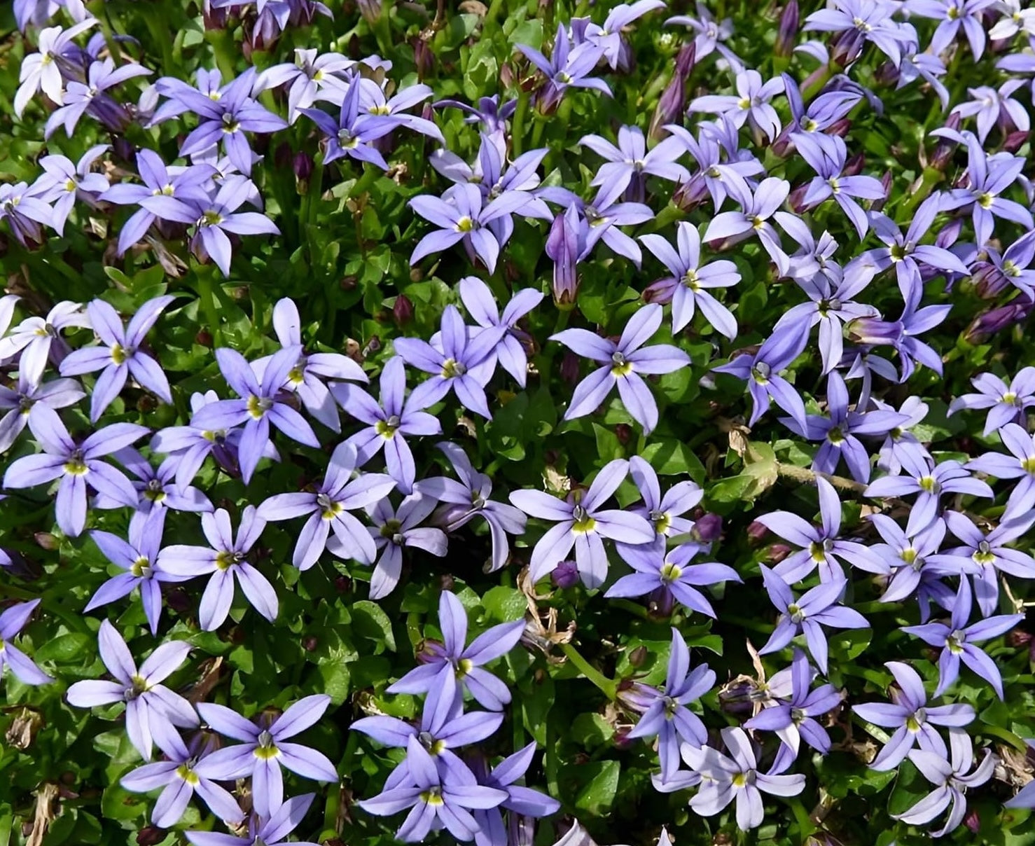 Isotoma fluviatilis 'Country Park' / Blauer Bubikopf