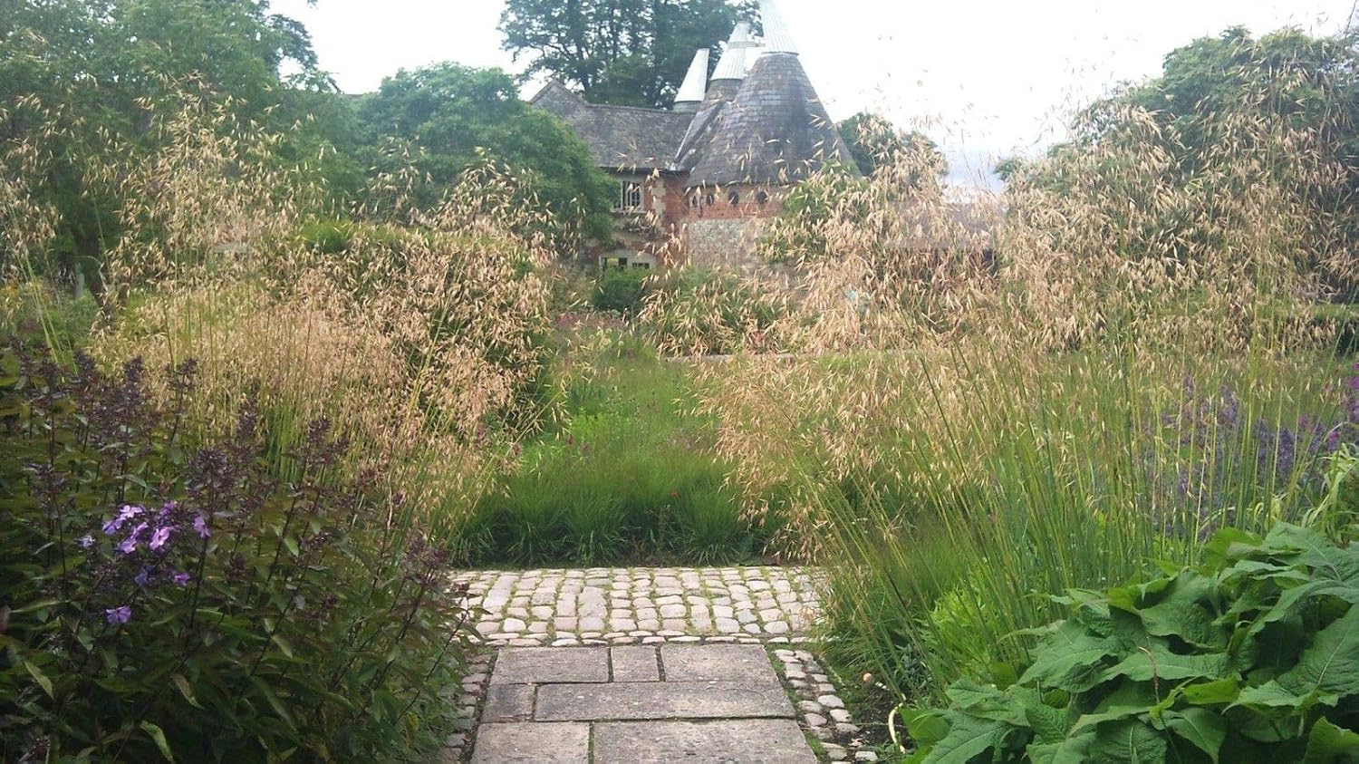 Stipa gigantea / Riesen-Federgras