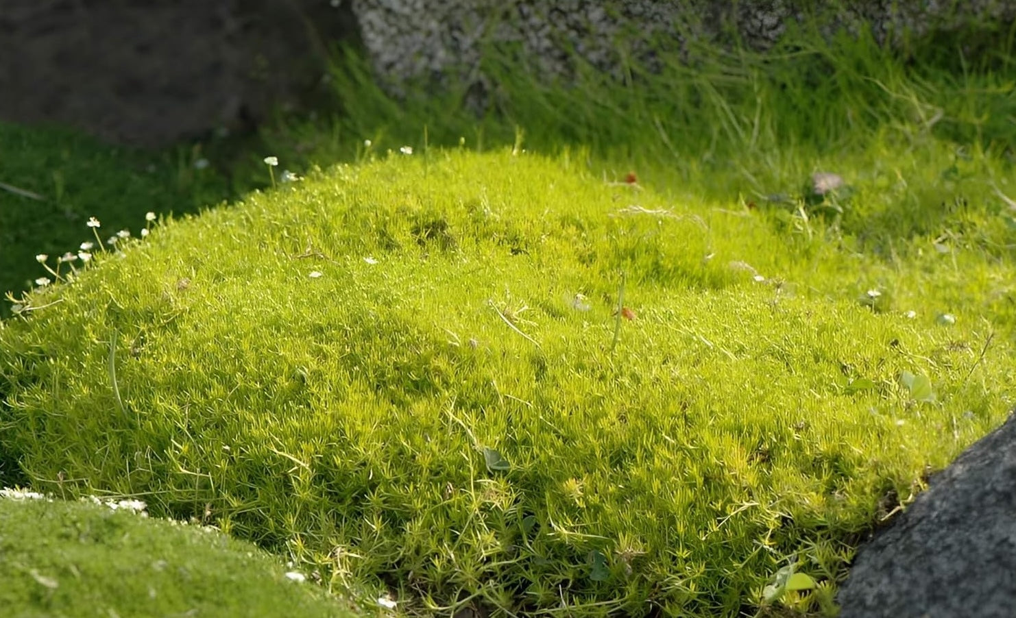 Sagina subulata 'Aurea' / Gold Sternmoos