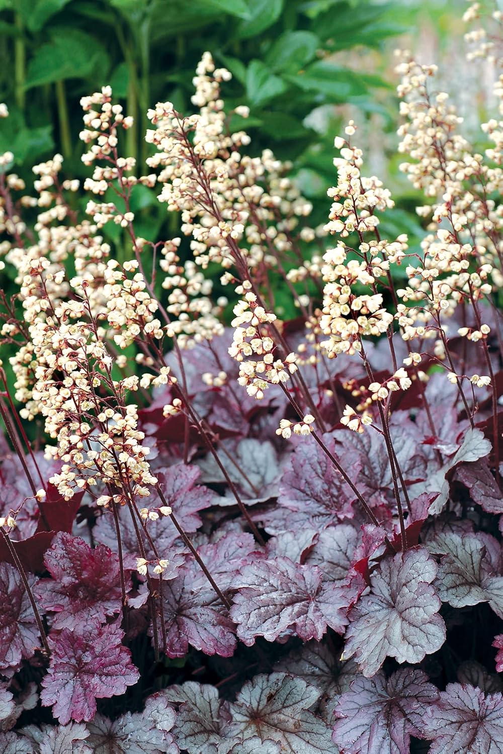 Heuchera Hybride 'Shanghai' / Lila Purpurglöckchen