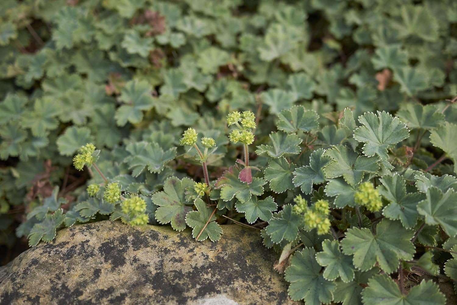 Alchemilla erythropoda / Kleiner Frauenmantel