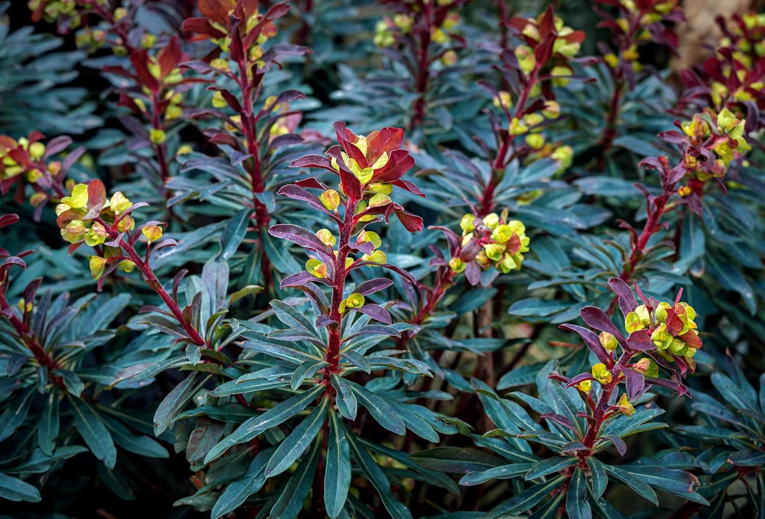 Euphorbia amygdaloides 'Purpurea' / Rotblättrige Wolfsmilch
