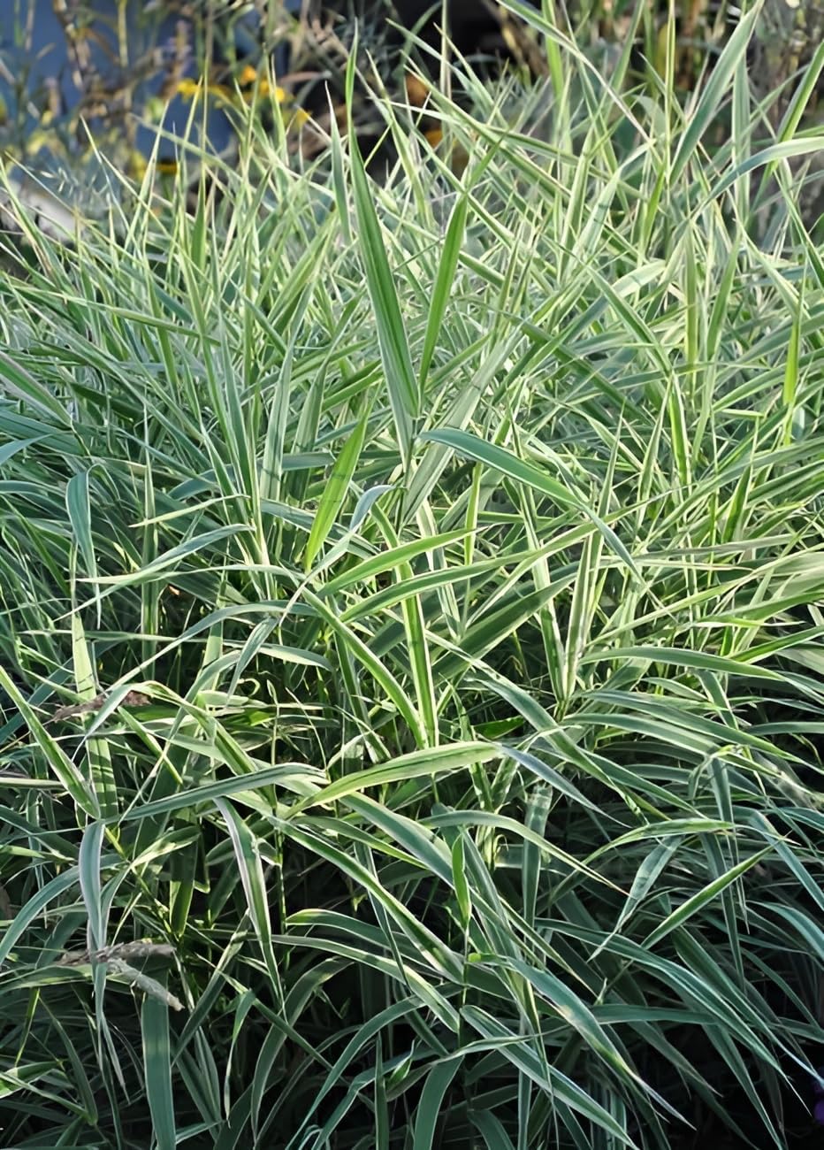 Phalaris arundnacea 'Picta‘ / Rohrglanzgras