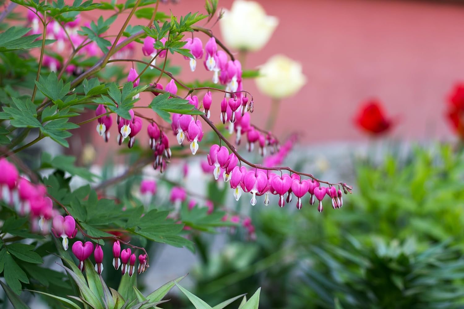 Dicentra spectabilis / Tränendes Herz