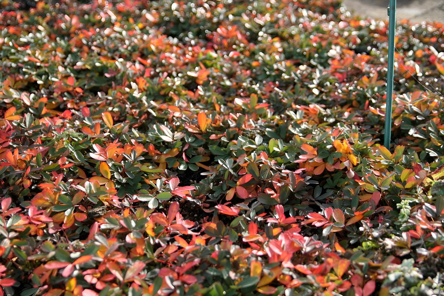 Potentilla tridentata 'Nuuk‘ / Teppich-Fingerkraut
