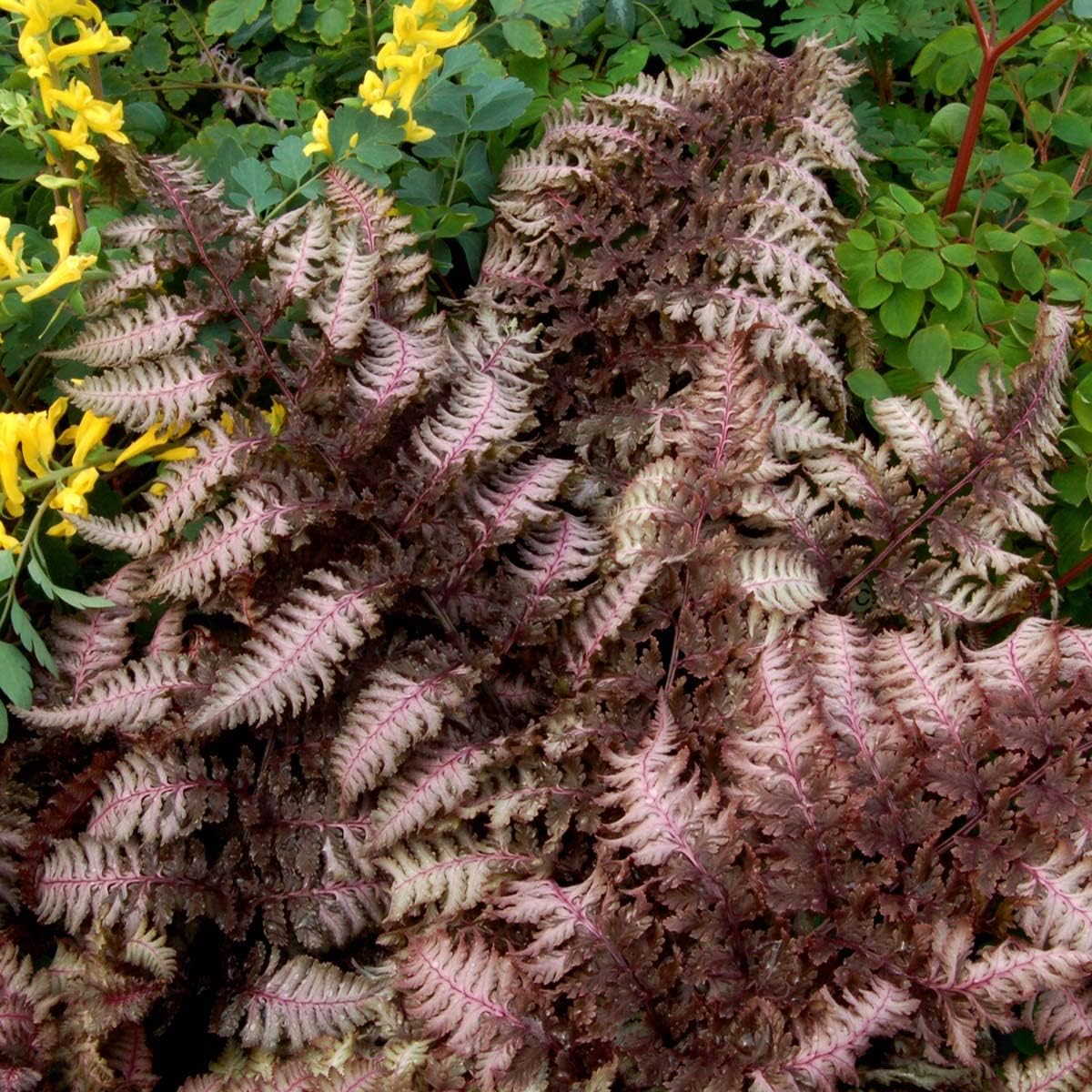 Athyrium niponicum ‚Burgundy Lace' / Regenbogenfarn