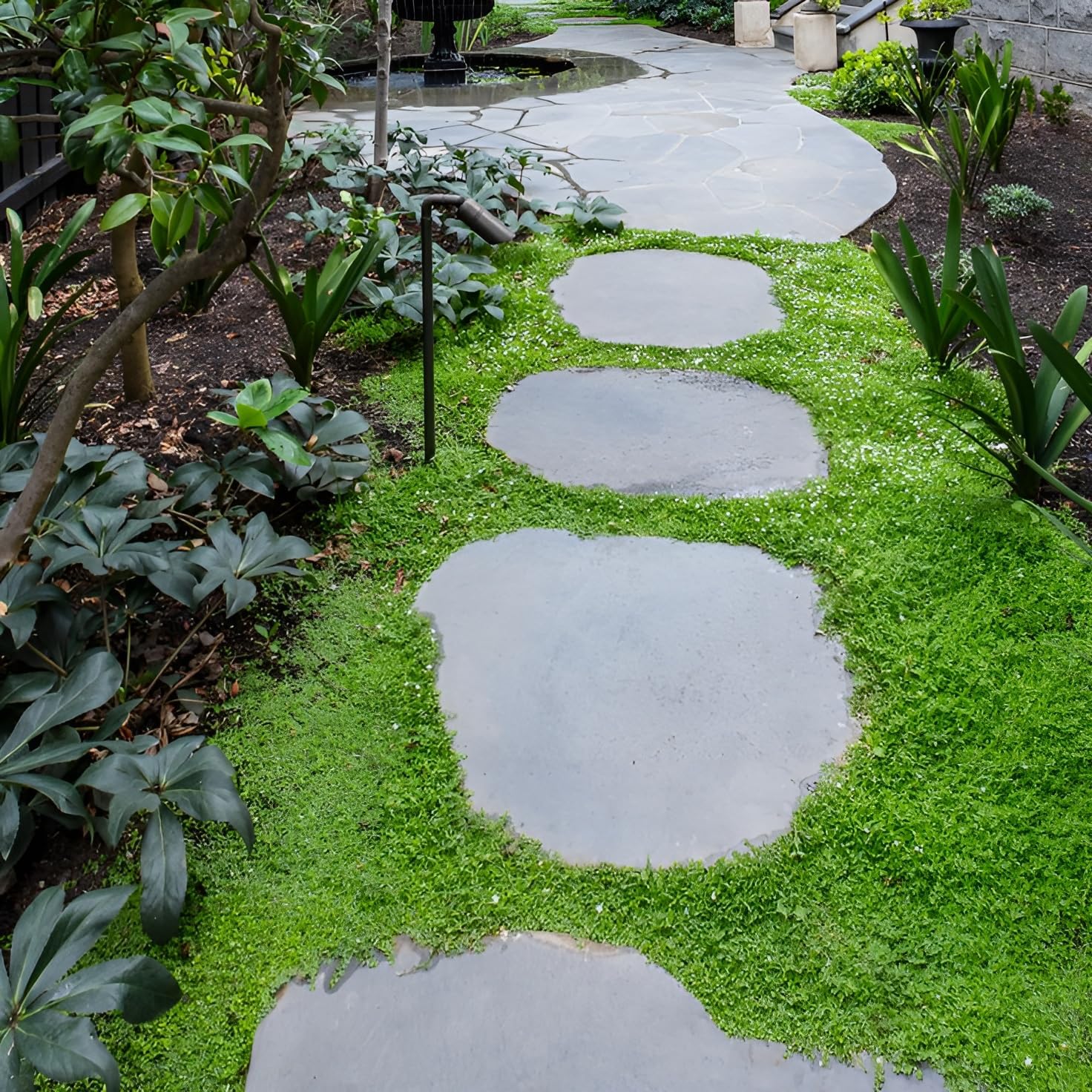 Isotoma fluviatilis 'White' / Weisser Bubikopf