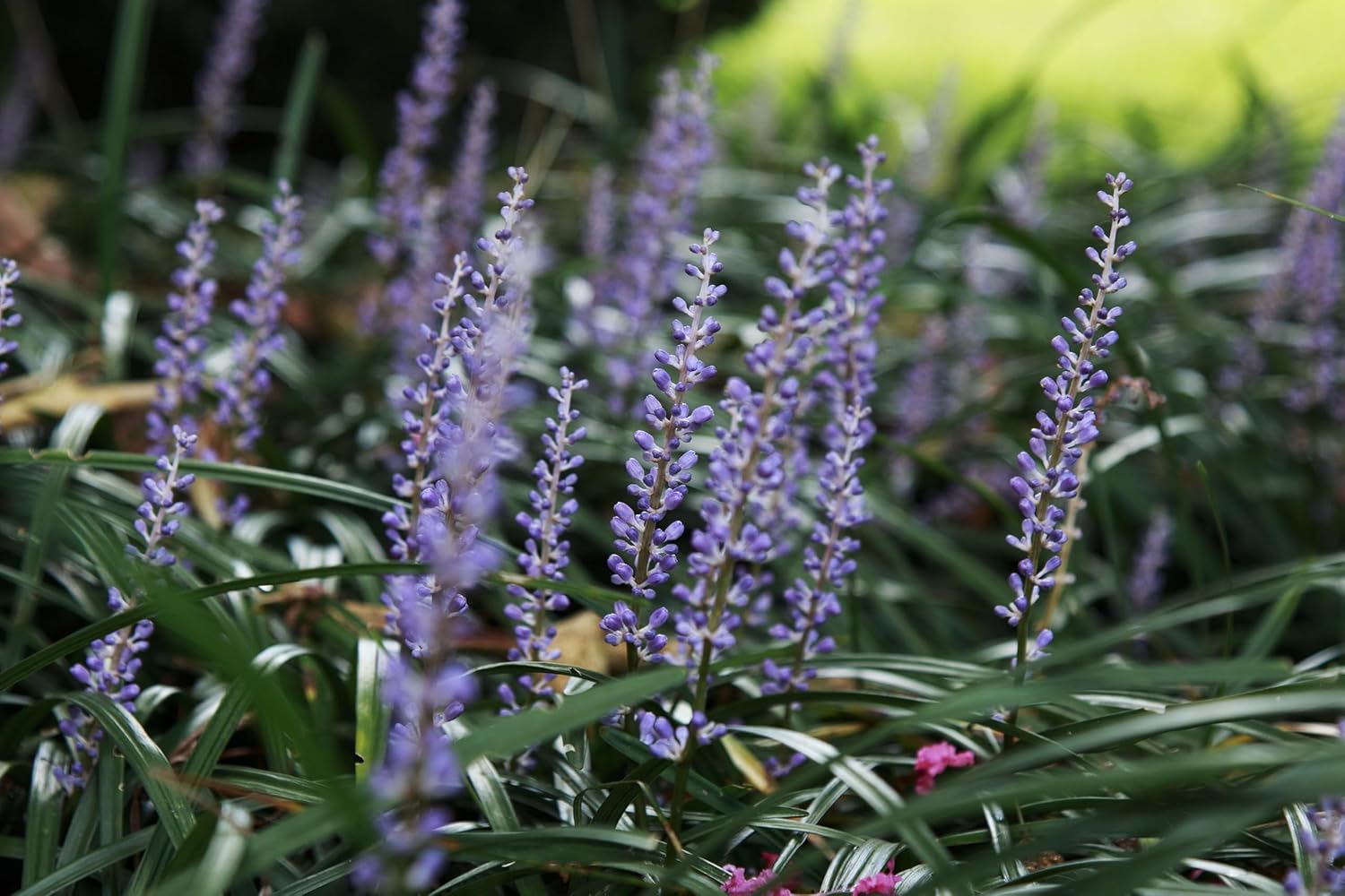 Liriope muscari 'Royal Purple' / Lilientraube