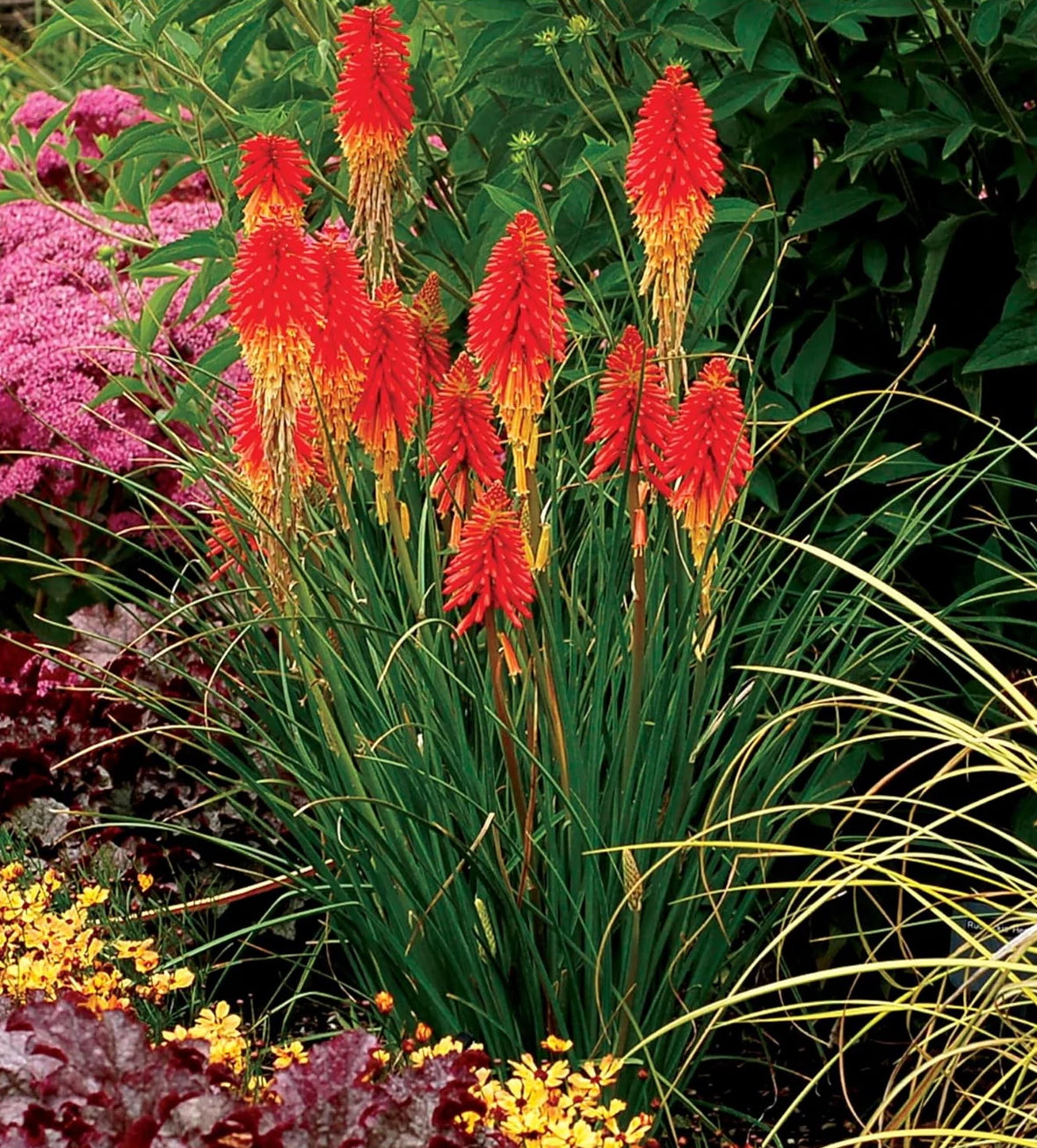 Kniphofia 'Papaya Popsicle’ / Fackellilie - Tritome