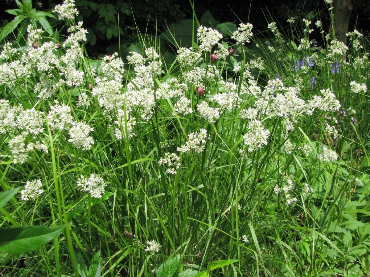 Luzula nivea / Schnee-Marbel